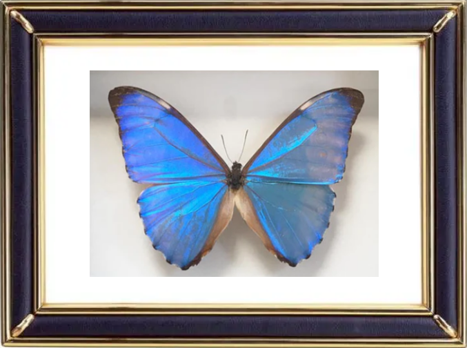 Morpho Aurora Butterfly Suppliers & Wholesalers - CF Butterfly