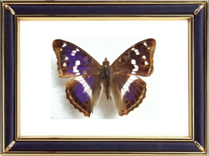 Apatura Iris & Purple Emperor Butterfly Suppliers & Wholesalers - CF Butterfly