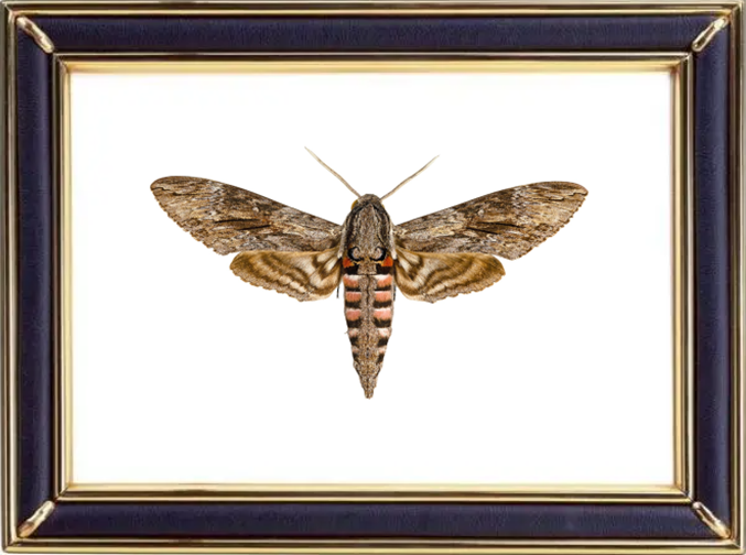 Agrius Convolvuli & Convolvulus Hawk Moths Suppliers & Wholesalers - CF Butterfly