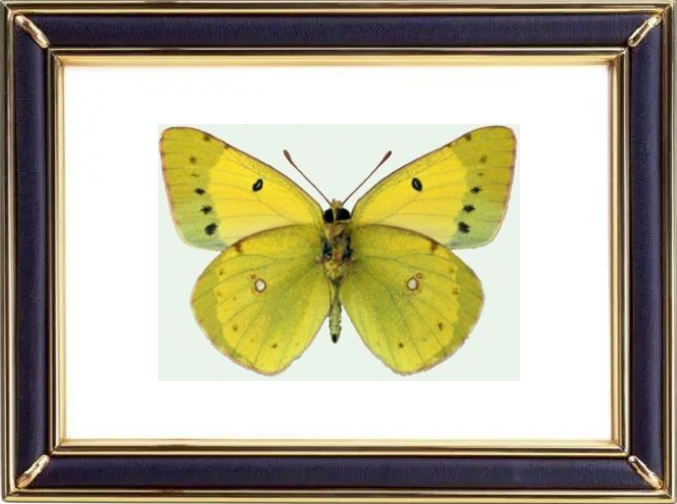 Colias Chrysotheme Butterfly Suppliers & Wholesalers - CF Butterfly