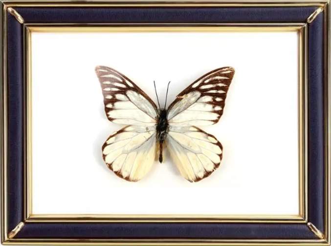 Prioneris Thestylis Butterfly Suppliers & Wholesalers - CF Butterfly