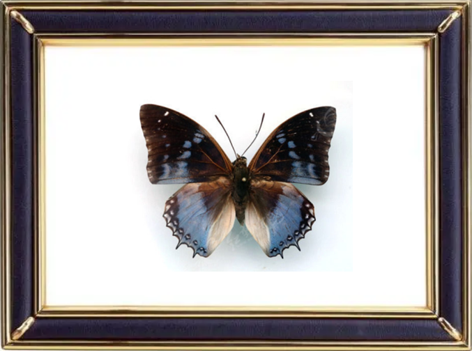 Charaxes Smaragdalis Butterfly Suppliers & Wholesalers - CF Butterfly