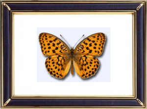 Brenthis Daphne & Marbled Fritillary Butterfly Suppliers & Wholesalers - CF Butterfly