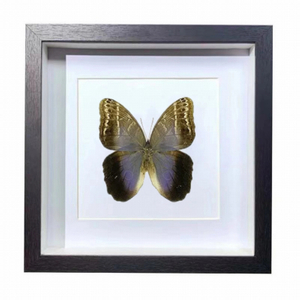 Buy Butterfly Frame Caligo Telamonius Suppliers & Wholesalers - CF Butterfly
