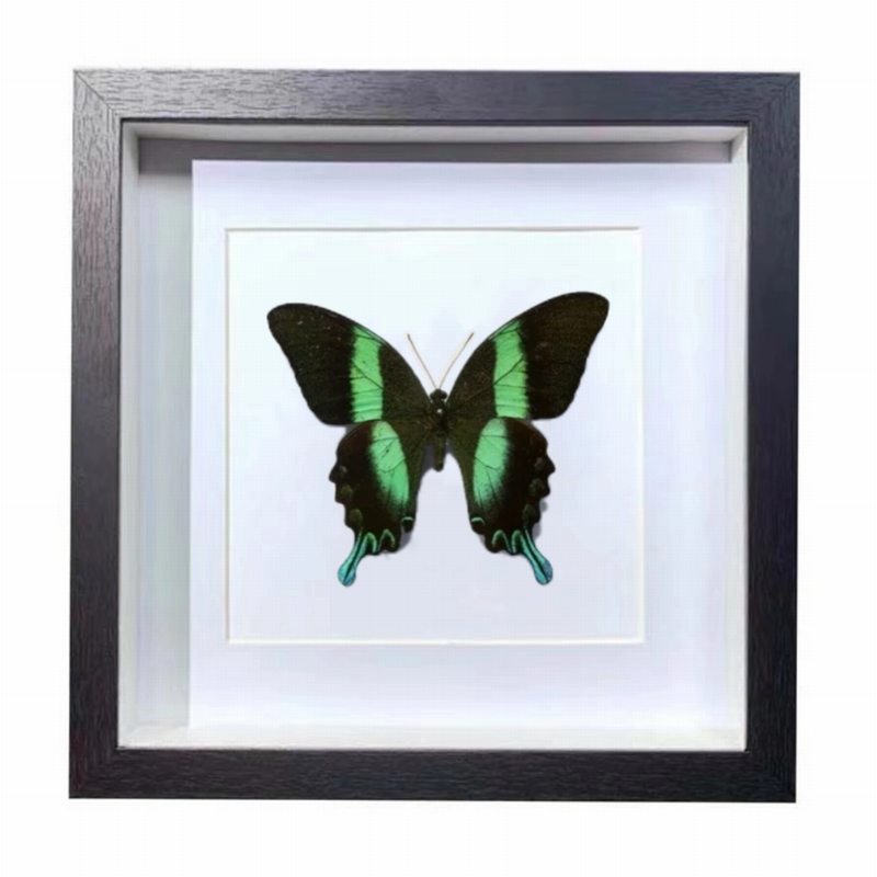 Buy Butterfly Frame Papilio Blumei Suppliers & Wholesalers - CF Butterfly