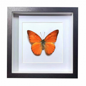 Buy Butterfly Frame Appias Nero Suppliers & Wholesalers - CF Butterfly