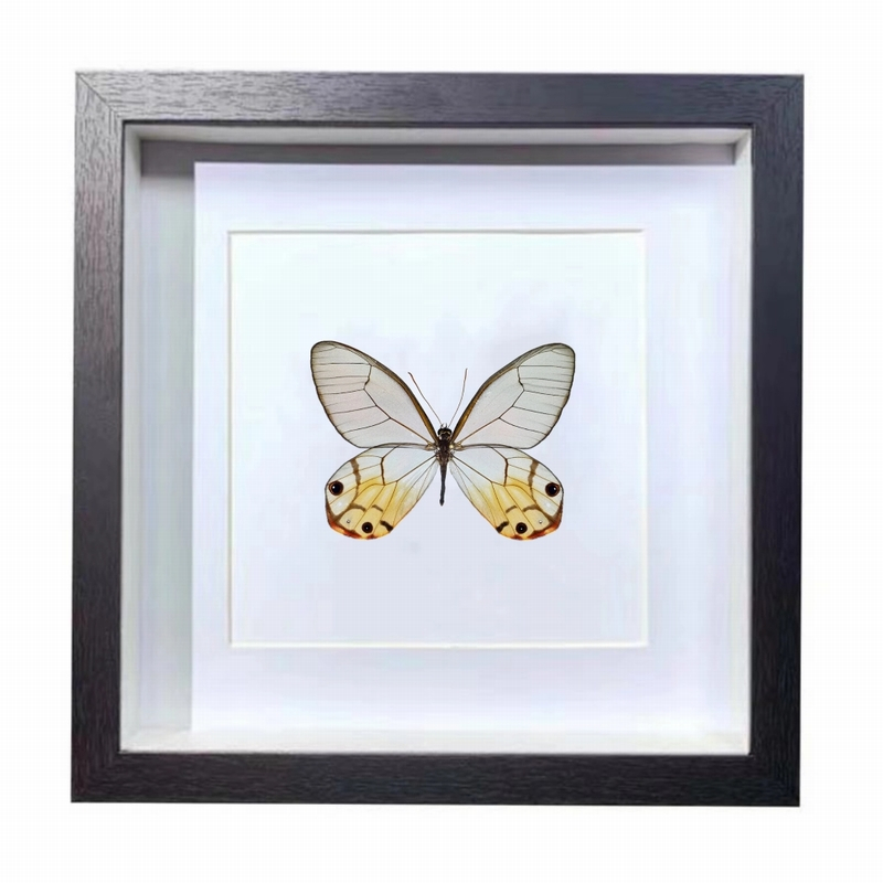 Buy Butterfly Frame Haetera Piera Suppliers & Wholesalers - CF Butterfly