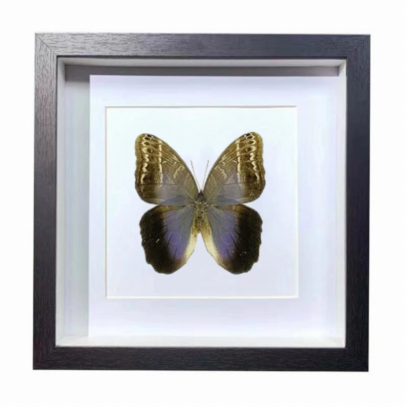 Buy Butterfly Frame Caligo Eurilochus Suppliers & Wholesalers - CF Butterfly