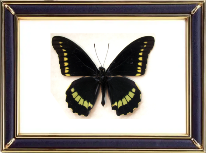 Battus Polydamas & Polydamas Swallowtail Butterfly Suppliers & Wholesalers - CF Butterfly