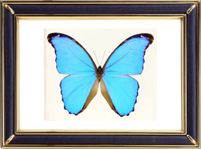 Morpho Didius Butterfly Suppliers & Wholesalers - CF Butterfly