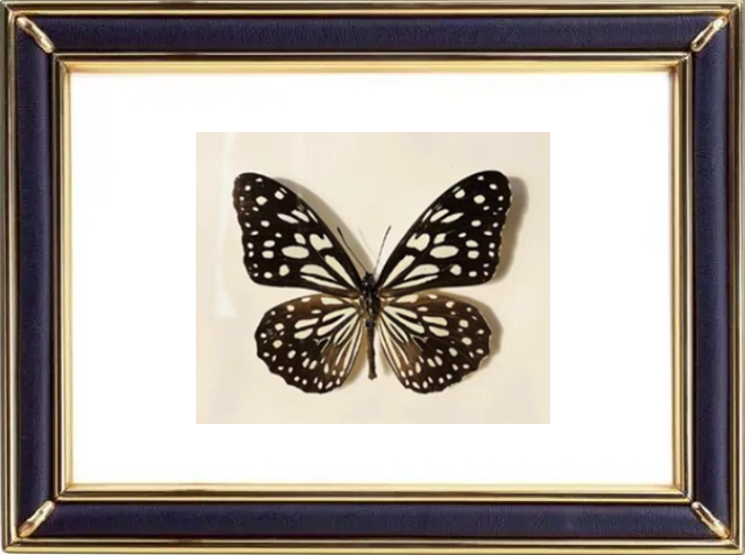 Tirumala Septentrionis & Dark Blue Tiger Butterfly Suppliers & Wholesalers - CF Butterfly