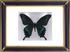 The Green Dragontail Butterfly Suppliers & Wholesalers - CF Butterfly