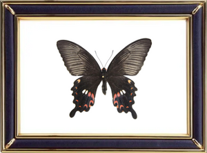 Papilio Polytes & Common Mormon Butterfly Suppliers & Wholesalers - CF Butterfly