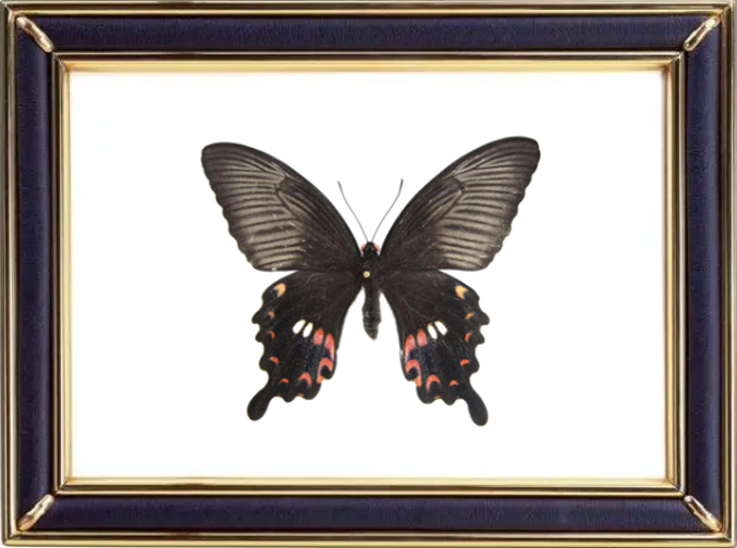 Papilio Polytes & Common Mormon Butterfly Suppliers & Wholesalers - CF Butterfly