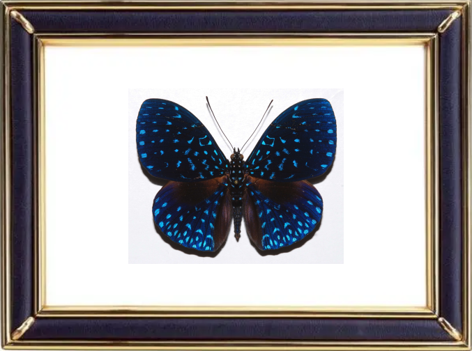 Hamadryas Velutina Butterfly Suppliers & Wholesalers - CF Butterfly
