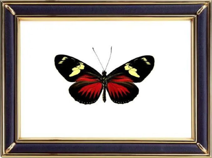 Heliconius Doris & Doris Longwing Suppliers & Wholesalers - CF Butterfly