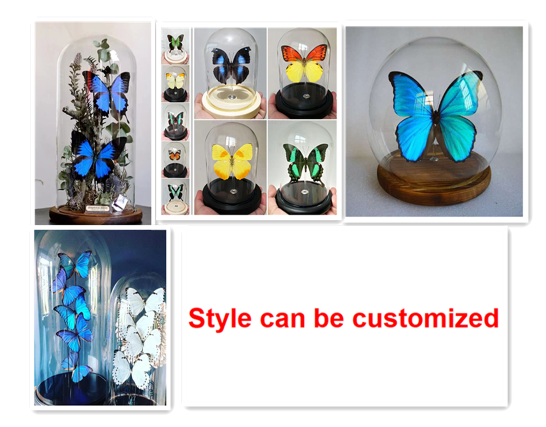 Graphium Eurypylus Butterfly Suppliers & Wholesalers - CF Butterfly