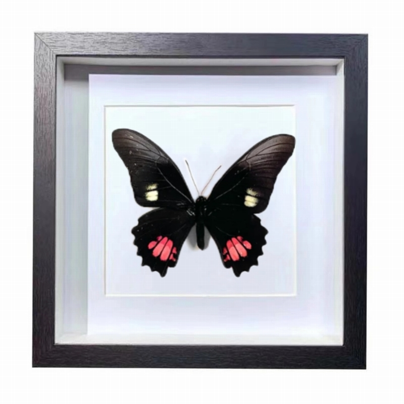 Buy Butterfly Frame Ruby Spotted Swallowtail Suppliers & Wholesalers - CF Butterfly