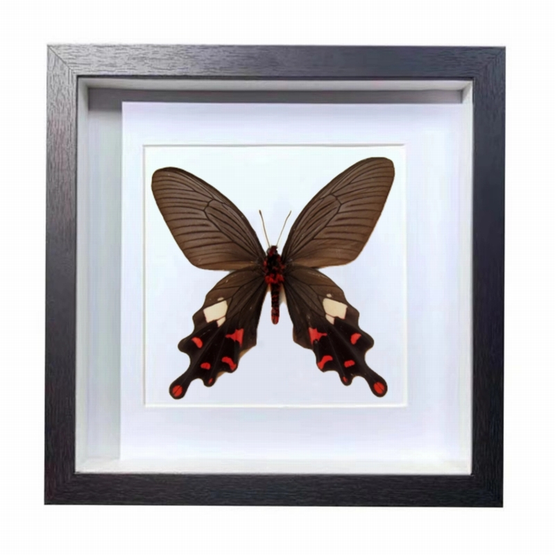 Buy Butterfly Frame Byasa Polyeuctes Suppliers & Wholesalers - CF Butterfly