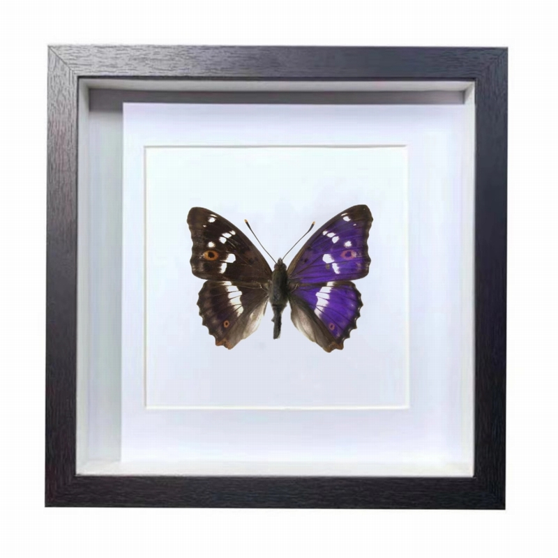 Buy Butterfly Frame purple emperor butterflies Suppliers & Wholesalers - CF Butterfly