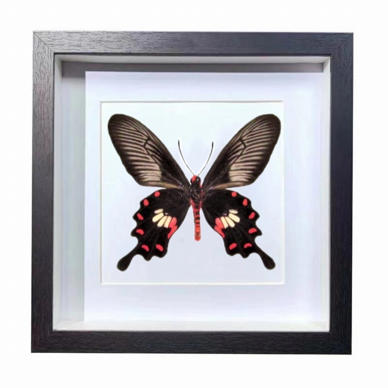 Buy Butterfly Frame Pachliopta Aristolochiae Suppliers & Wholesalers - CF Butterfly