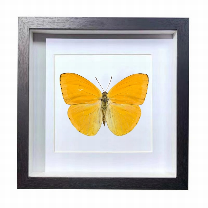 Buy Butterfly Frame Phoebis Argante Suppliers & Wholesalers - CF Butterfly
