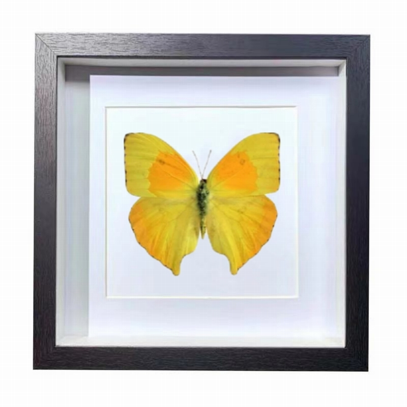 Buy Butterfly Frame Phoebis Neocypris Rurina Suppliers & Wholesalers - CF Butterfly