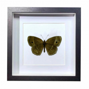Buy Butterfly Frame Mycalesis Mineus Suppliers & Wholesalers - CF Butterfly