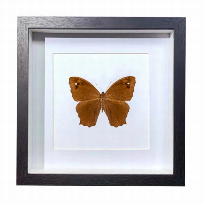 Buy Butterfly Frame Melanitis Leda Suppliers & Wholesalers - CF Butterfly