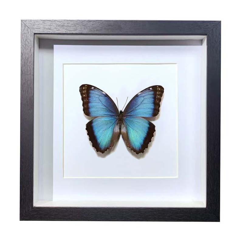 Buy Butterfly Frame Blue Morpho Peleides Suppliers & Wholesalers - CF Butterfly