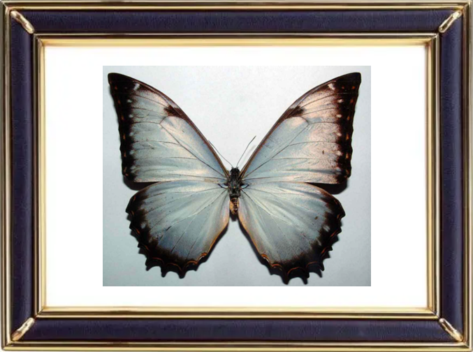 Morpho Theseus Butterfly Suppliers & Wholesalers - CF Butterfly
