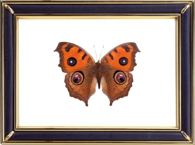 Peacock Pansy & Junonia Almana Suppliers & Wholesalers - CF Butterfly