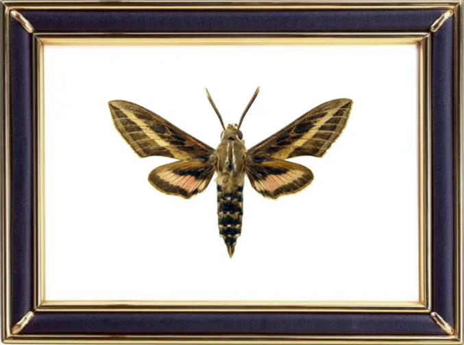 Hyles Lineata Moths Suppliers & Wholesalers - CF Butterfly