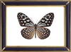 Ideopsis Similis Butterfly Suppliers & Wholesalers - CF Butterfly