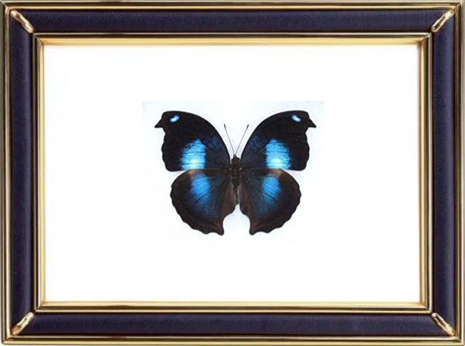 Napeocles Jucunda & Great Blue Hookwing Suppliers & Wholesalers - CF Butterfly