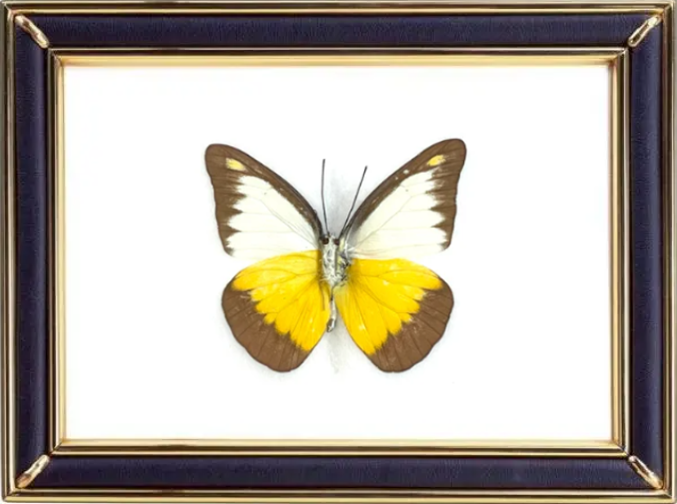 Appias Lyncida Butterfly Suppliers & Wholesalers - CF Butterfly