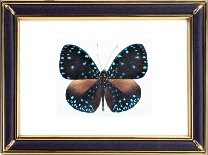 Hamadryas Laodamia & Starry Night Cracker Butterfly Suppliers & Wholesalers - CF Butterfly