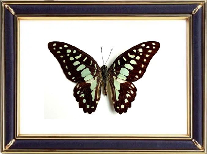 Graphium Doson & Common Jay Butterfly Suppliers & Wholesalers - CF Butterfly