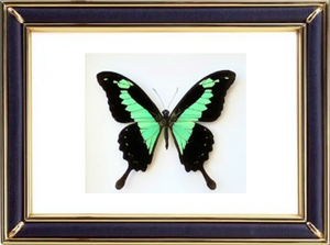 Papilio Phorcas Butterfly Suppliers & Wholesalers - CF Butterfly