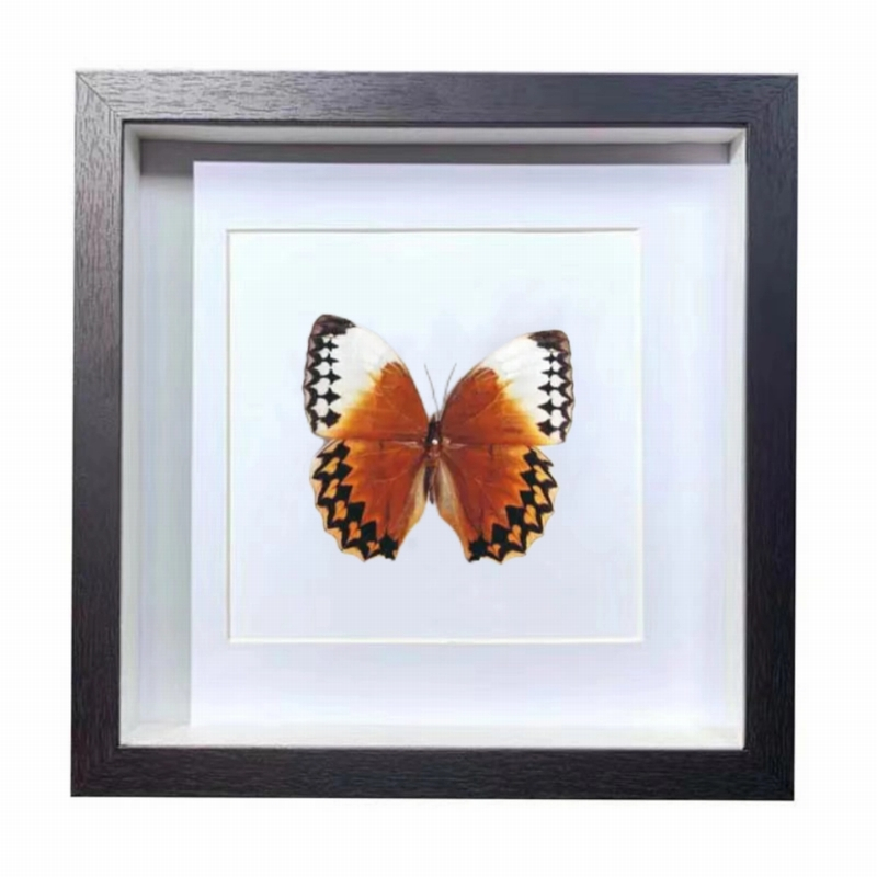 Buy Butterfly Frame Stichophthalma Louisa Suppliers & Wholesalers - CF Butterfly