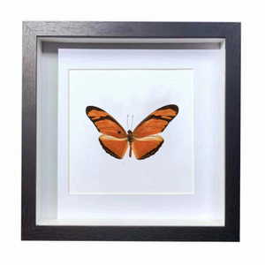 Buy Butterfly Frame Dryas Julia & Dryas Iulia Suppliers & Wholesalers - CF Butterfly