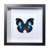 Buy Butterfly Frame Napeocles Jucunda Suppliers & Wholesalers - CF Butterfly