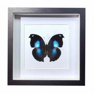 Buy Butterfly Frame Napeocles Jucunda Suppliers & Wholesalers - CF Butterfly
