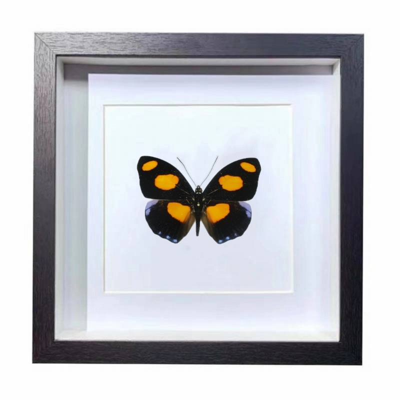 Buy Butterfly Frame Catonephele Numilia Suppliers & Wholesalers - CF Butterfly