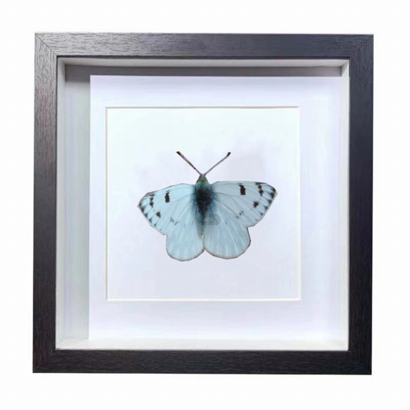 Buy Butterfly Frame Synchloe Callidice Butterfly Suppliers & Wholesalers - CF Butterfly