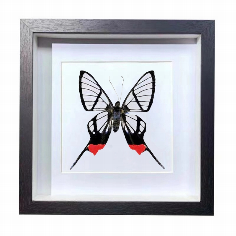 Buy Butterfly Frame Chorinea Octauius Suppliers & Wholesalers - CF Butterfly