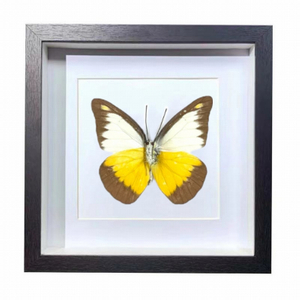 Buy Butterfly Frame Appias Lyncida Suppliers & Wholesalers - CF Butterfly