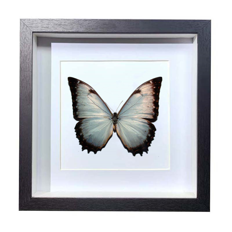 Buy Butterfly Frame Morpho Theseus Suppliers & Wholesalers - CF Butterfly