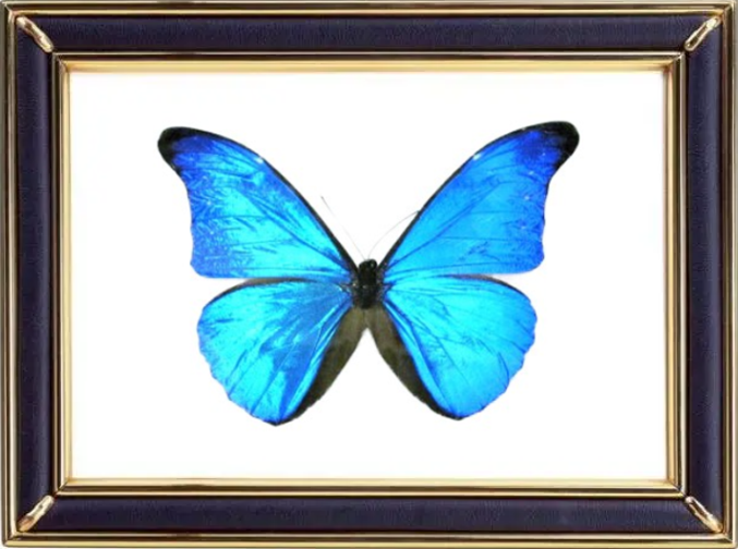 Morpho Cacica Butterfly Suppliers & Wholesalers - CF Butterfly