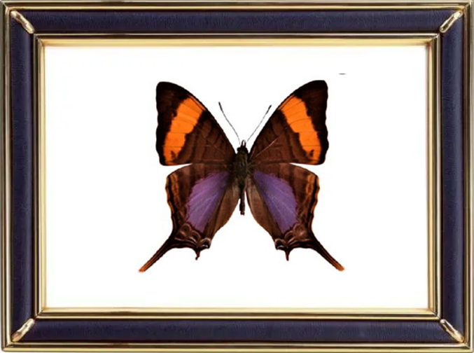 Marpesia Corinna Butterfly Suppliers & Wholesalers - CF Butterfly